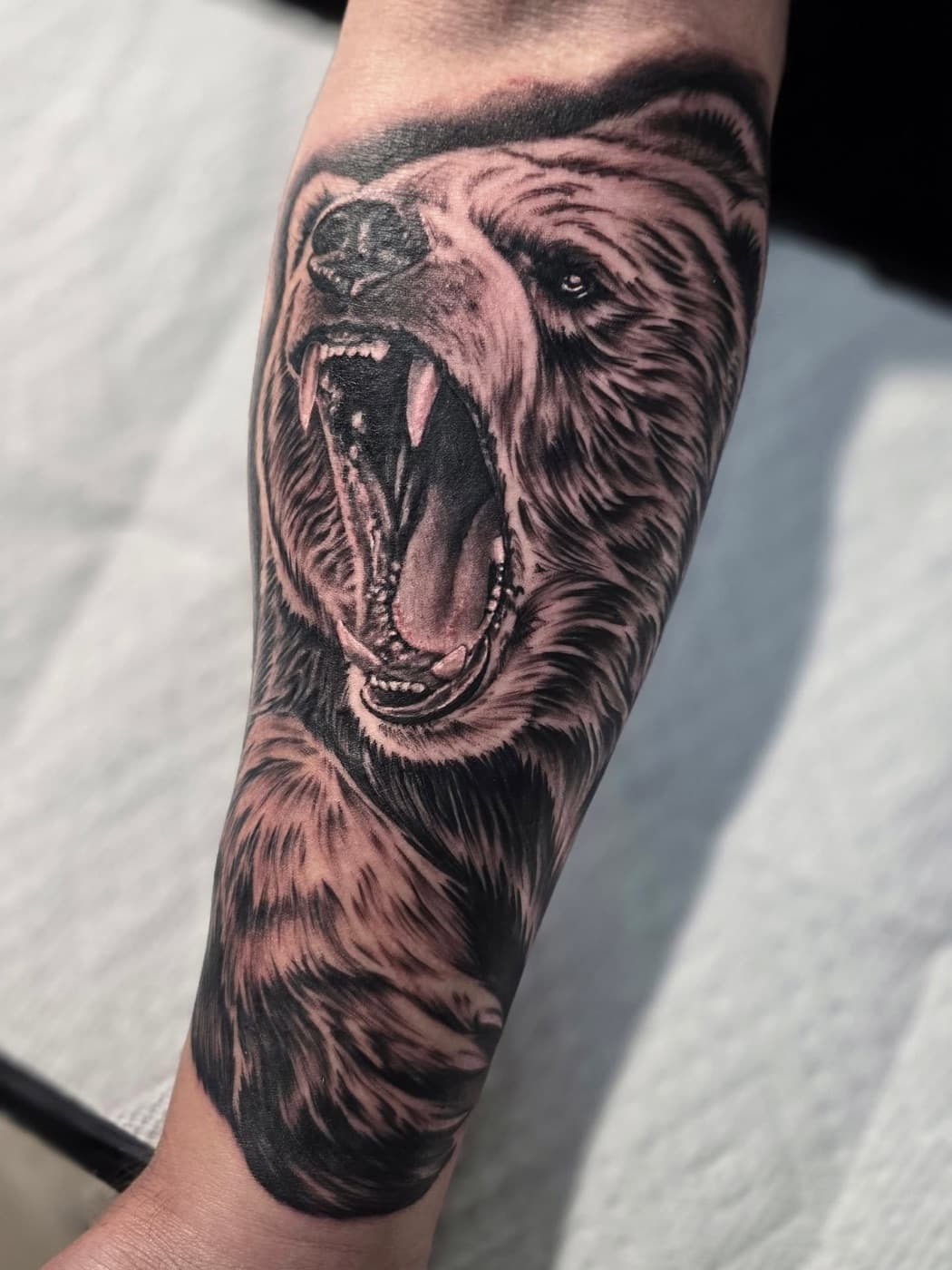 Grizzly bear roaring, black and grey filling a forearm