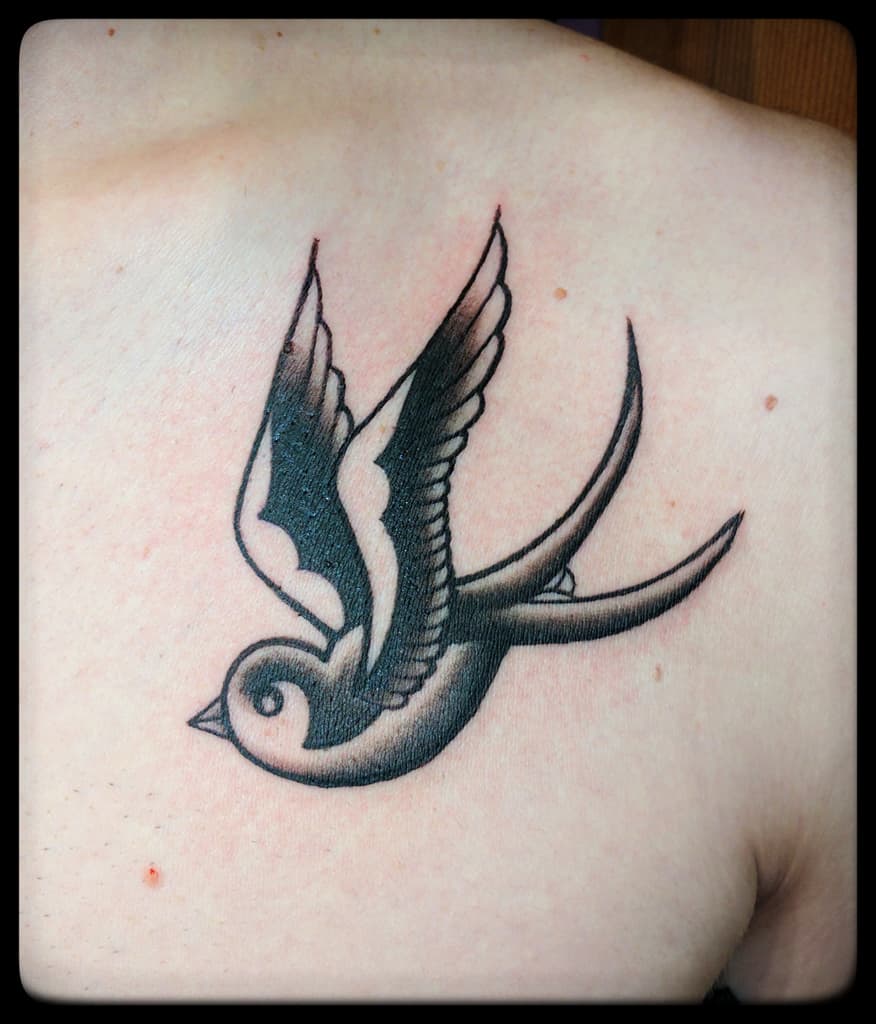 Swallow in flight, traditional black and grey below the collarbone